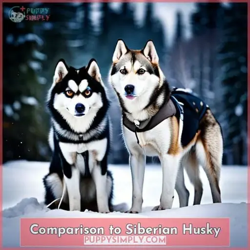 Comparison to Siberian Husky