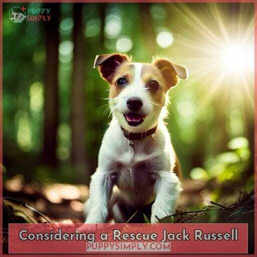 Considering a Rescue Jack Russell Considering a Rescue Jack Russell