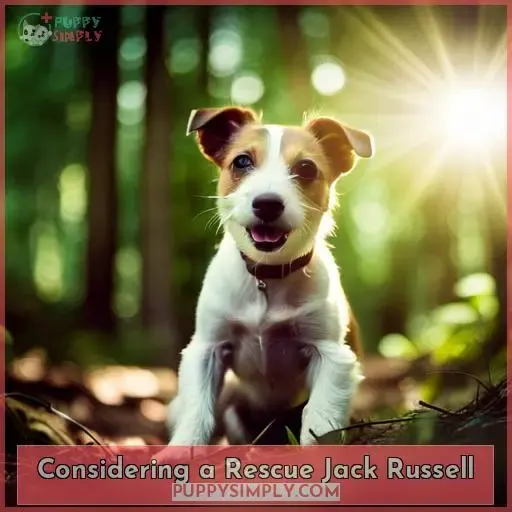 Considering a Rescue Jack Russell