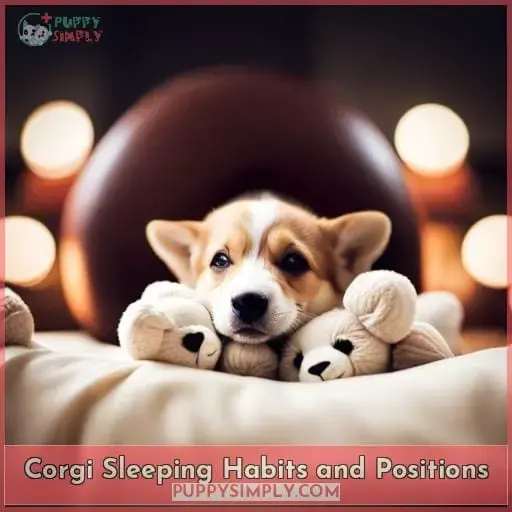 Corgi Sleeping Habits and Positions