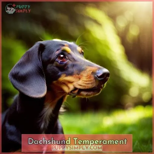 Dachshund Temperament