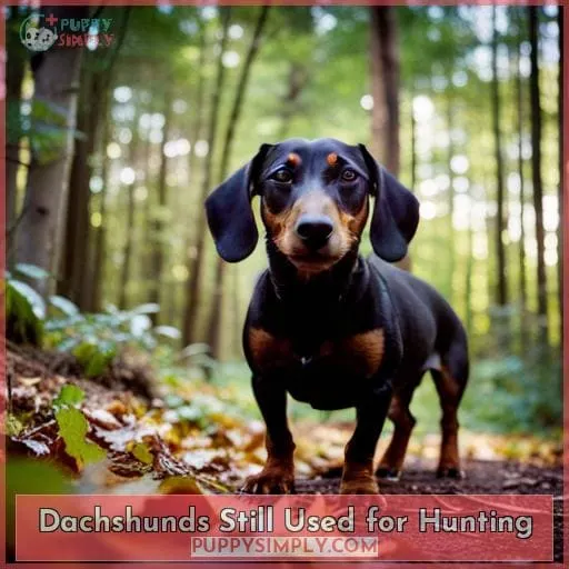 Dachshunds Still Used for Hunting