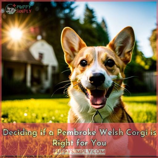 Deciding if a Pembroke Welsh Corgi is Right for You