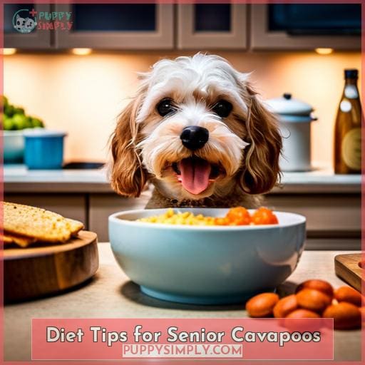 Diet Tips for Senior Cavapoos