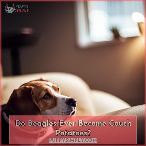 Do Beagles Ever Become Couch Potatoes