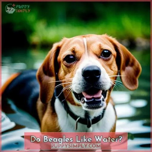 Do Beagles Like Water