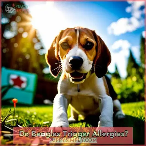 Do Beagles Trigger Allergies