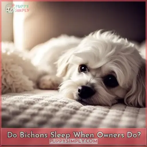 Do Bichons Sleep When Owners Do