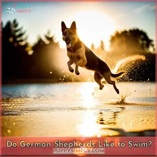 Do German Shepherds Like to Swim