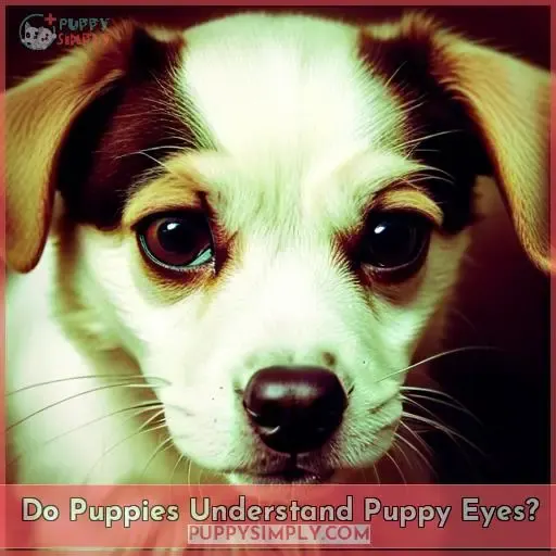 Do Puppies Understand Puppy Eyes