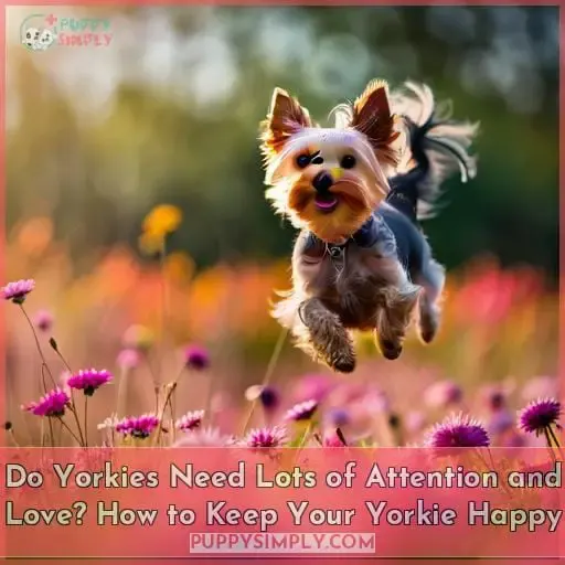 do yorkies need a lot of attention