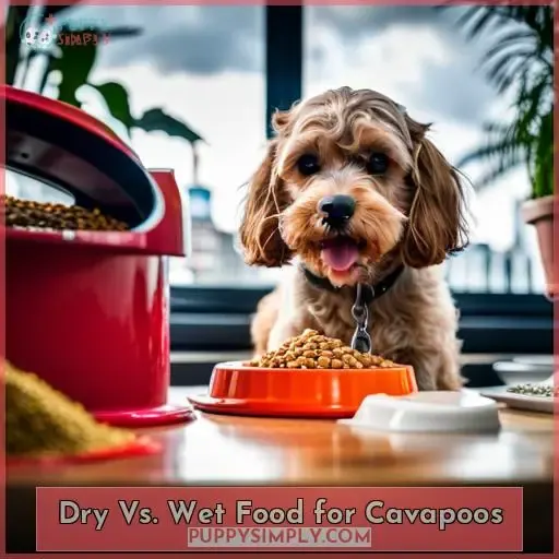 Dry Vs. Wet Food for Cavapoos