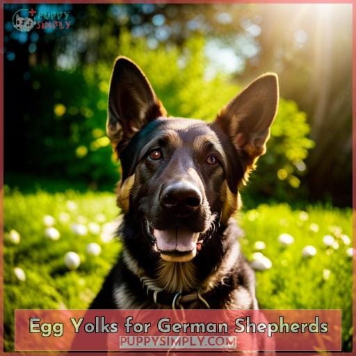 Egg Yolks for German Shepherds