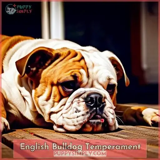 English Bulldog Temperament