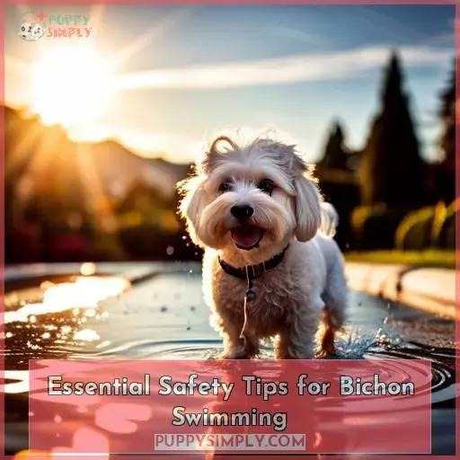 Essential Safety Tips for Bichon Swimming