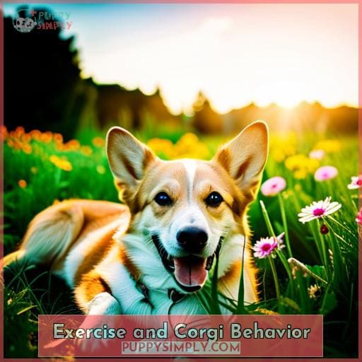 Exercise and Corgi Behavior Exercise and Corgi Behavior