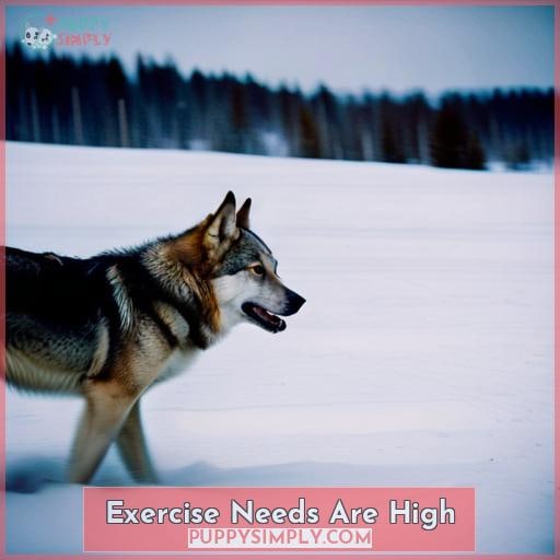 Exercise Needs Are High