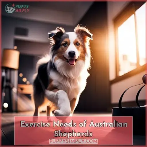 Exercise Needs of Australian Shepherds