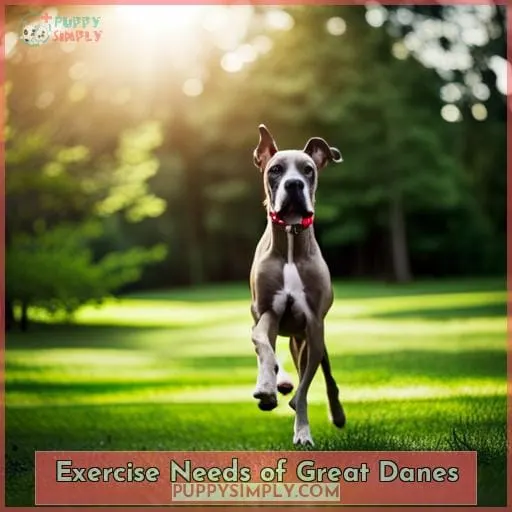 Exercise Needs of Great Danes