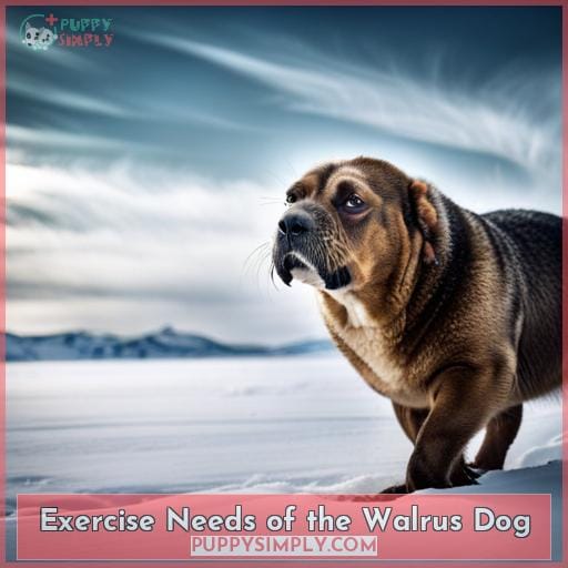 Exercise Needs of the Walrus Dog