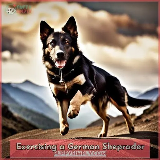 Exercising a German Sheprador