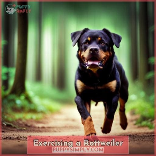 Exercising a Rottweiler Exercising a Rottweiler