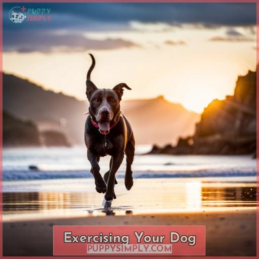 Exercising Your Dog