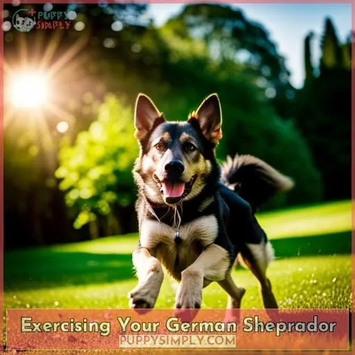 Exercising Your German Sheprador