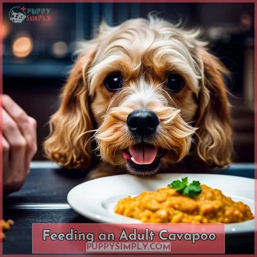 Feeding an Adult Cavapoo