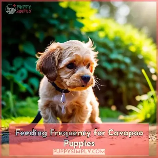 Feeding Frequency for Cavapoo Puppies