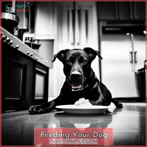 Feeding Your Dog