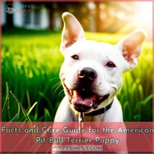 few facts about american pit bull terrier puppies that you need to know