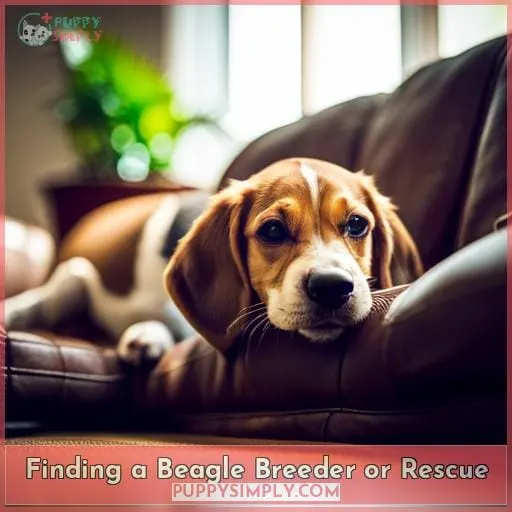 Finding a Beagle Breeder or Rescue