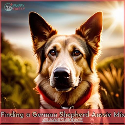 Finding a German Shepherd Aussie Mix