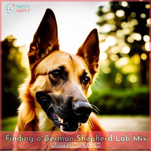 Finding a German Shepherd Lab Mix