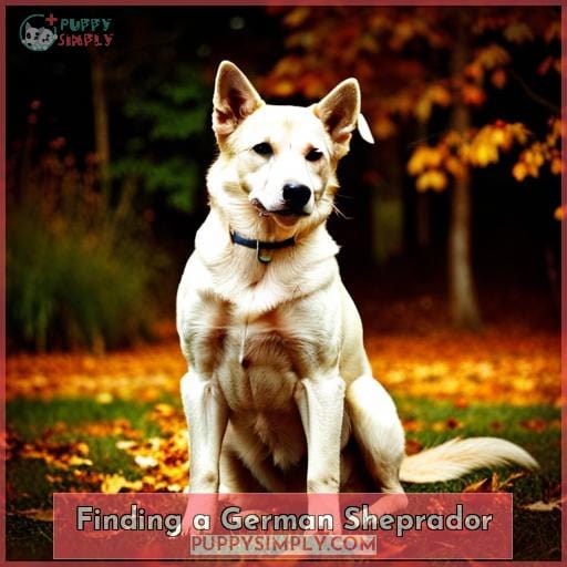 Finding a German Sheprador