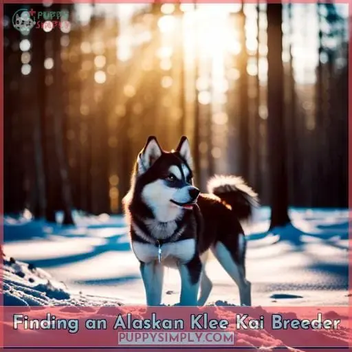 Finding an Alaskan Klee Kai Breeder