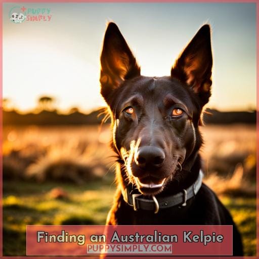 Finding an Australian Kelpie
