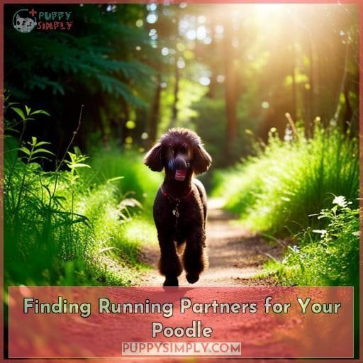 Finding Running Partners for Your Poodle Finding Running Partners for Your Poodle