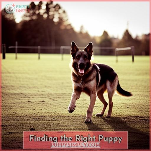 Finding the Right Puppy