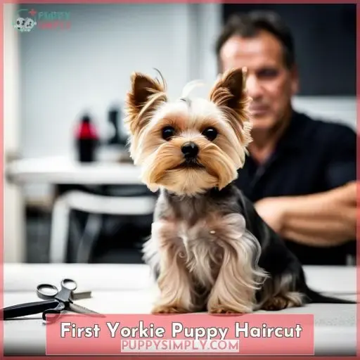 First Yorkie Puppy Haircut