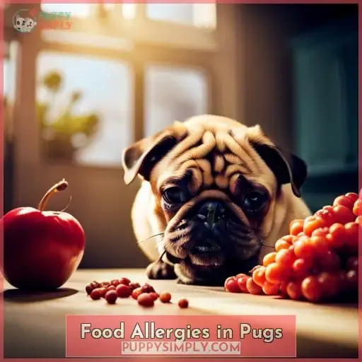 Food Allergies in Pugs