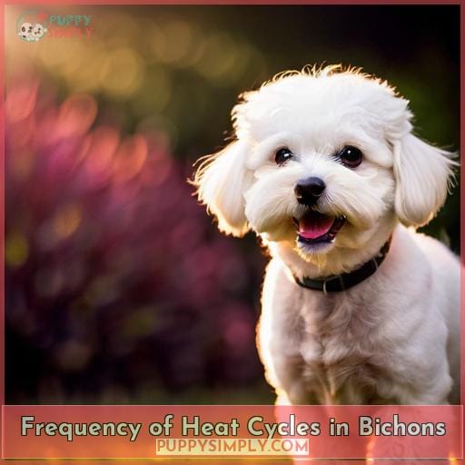 Frequency of Heat Cycles in Bichons