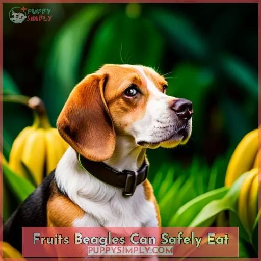 Fruits Beagles Can Safely Eat