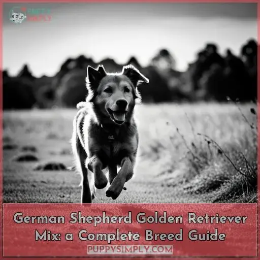 german shepherd retriever mix golden shepherd a complete guide
