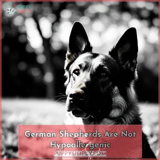 German Shepherds Are Not Hypoallergenic