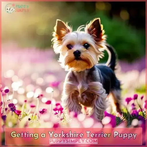 Getting a Yorkshire Terrier Puppy