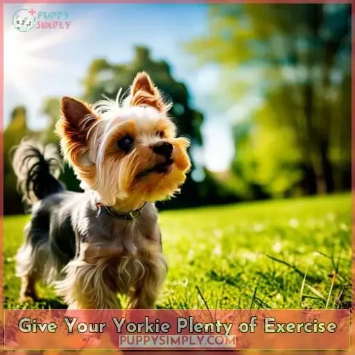 Give Your Yorkie Plenty of Exercise