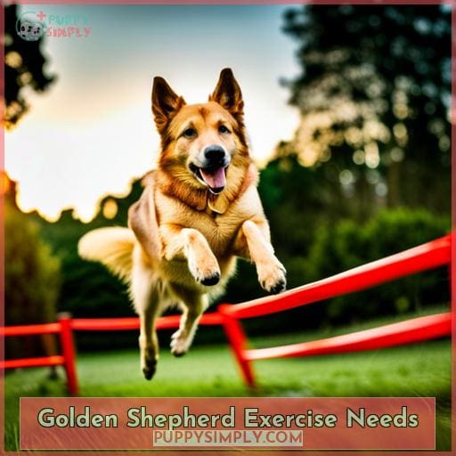 Golden Shepherd Exercise Needs