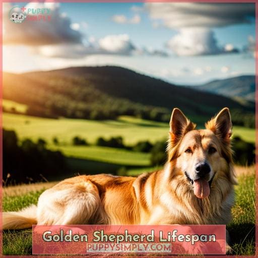 Golden Shepherd Lifespan